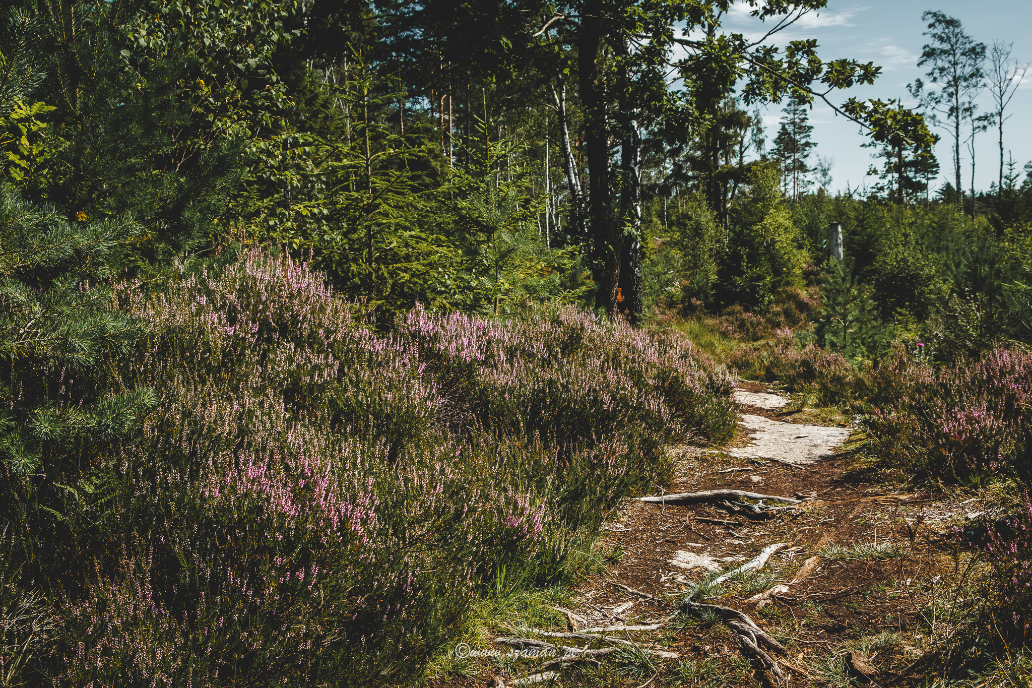 Norra fjället