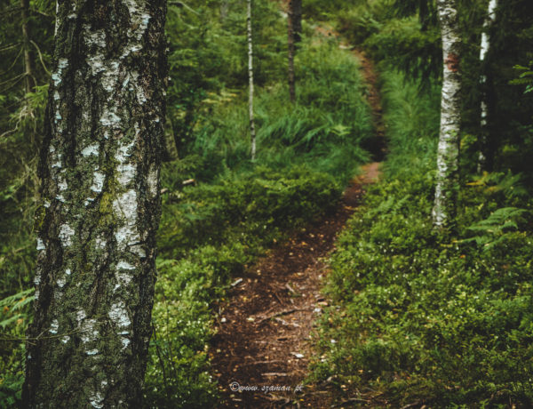 Norra fjället